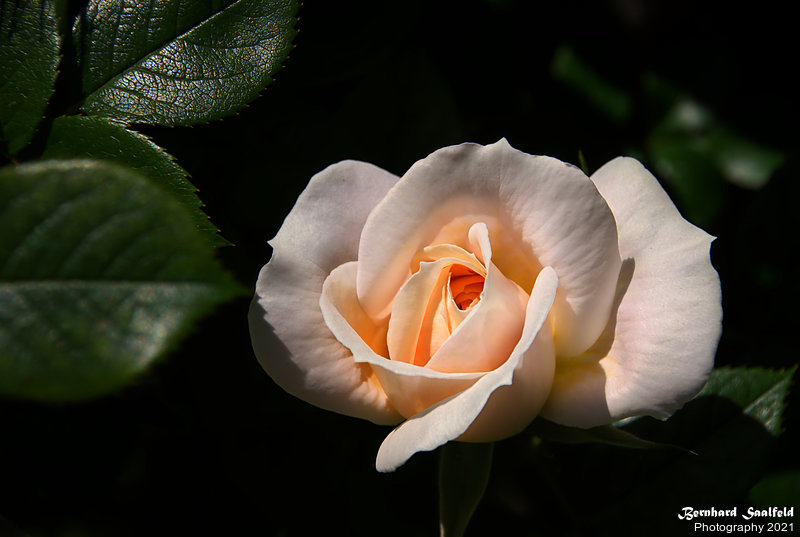 Bernhard Saalfeld - Gartenrose (3v9)